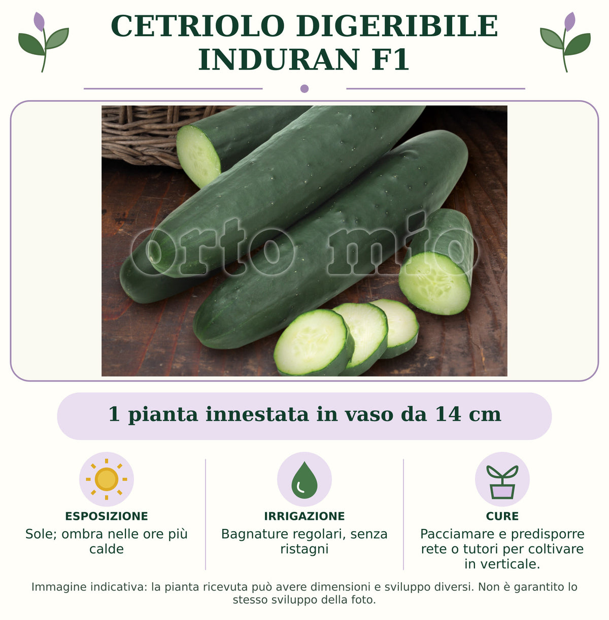 Cetriolo digeribile Induran F1: 1 pianta innestata in vaso da 14 cm. Sole; ombra nelle ore più calde. Bagnature regolari, senza ristagni. Pacciamare e predisporre rete o tutori per coltivare in verticale.. Immagine indicativa.