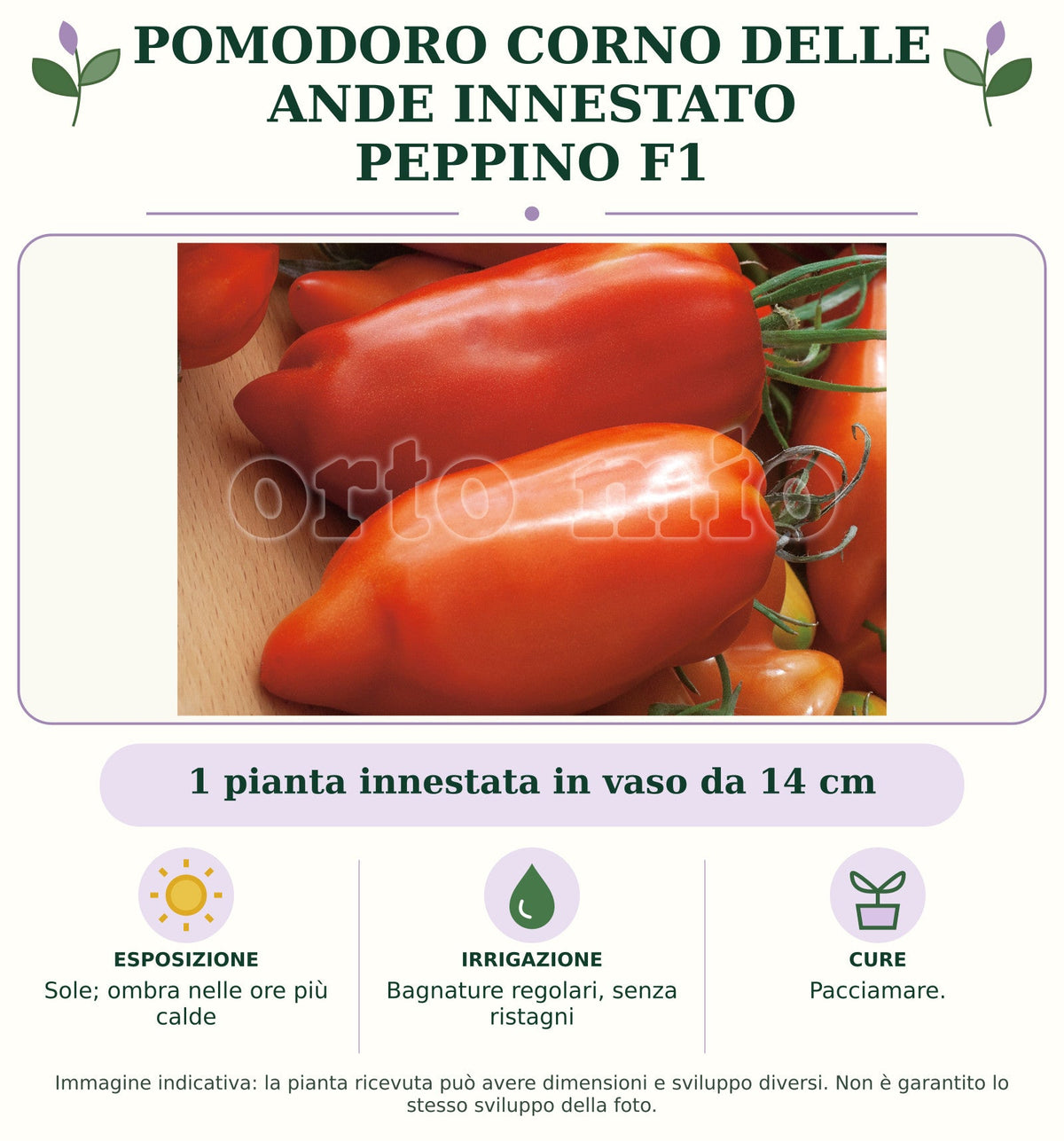 Pomodoro Corno delle Ande innestato Peppino F1: 1 pianta innestata in vaso da 14 cm. Sole; ombra nelle ore più calde. Bagnature regolari, senza ristagni. Pacciamare.. Immagine indicativa.