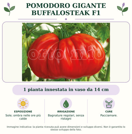Pomodoro gigante Buffalosteak F1: 1 pianta innestata in vaso da 14 cm. Sole; ombra nelle ore più calde. Bagnature regolari, senza ristagni. Pacciamare.. Immagine indicativa.