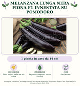 Melanzana lunga nera Fiona F1 innestata su pomodoro: 1 pianta in vaso da 14 cm. Sole; ombra nelle ore più calde. Bagnature regolari, senza ristagni. Pacciamare.. Immagine indicativa.