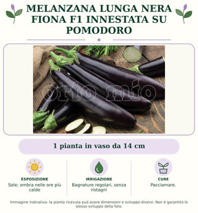 Melanzana lunga nera Fiona F1 innestata su pomodoro: 1 pianta in vaso da 14 cm. Sole; ombra nelle ore più calde. Bagnature regolari, senza ristagni. Pacciamare.. Immagine indicativa.