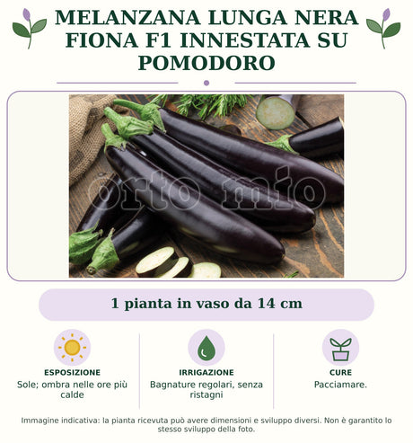 Melanzana lunga nera Fiona F1 innestata su pomodoro: 1 pianta in vaso da 14 cm. Sole; ombra nelle ore più calde. Bagnature regolari, senza ristagni. Pacciamare.. Immagine indicativa.