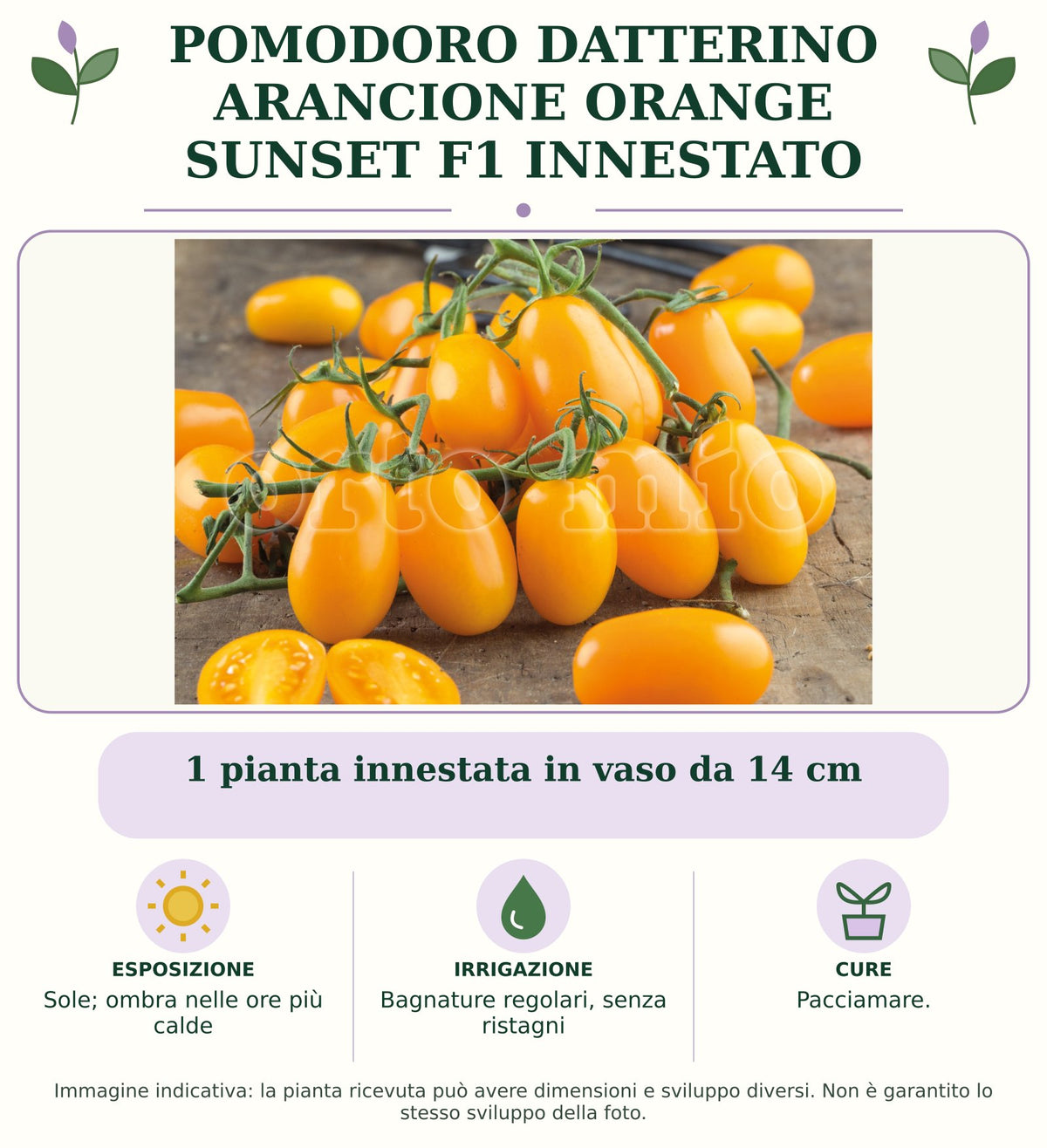Pomodoro datterino arancione Orange Sunset F1 innestato: 1 pianta innestata in vaso da 14 cm. Sole; ombra nelle ore più calde. Bagnature regolari, senza ristagni. Pacciamare. Immagine indicativa.