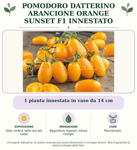 Pomodoro datterino arancione Orange Sunset F1 innestato: 1 pianta innestata in vaso da 14 cm. Sole; ombra nelle ore più calde. Bagnature regolari, senza ristagni. Pacciamare. Immagine indicativa.