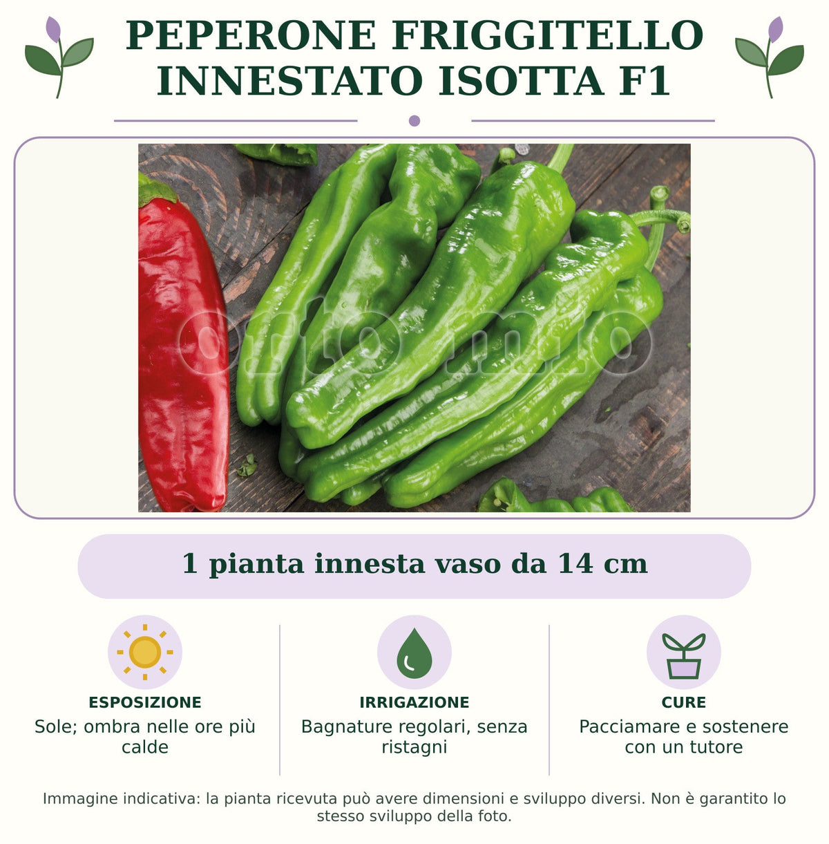 Peperone friggitello innestato Isotta F1: 1 pianta innesta vaso da 14 cm. Sole; ombra nelle ore più calde. Bagnature regolari, senza ristagni. Pacciamare e sostenere con un tutore. Immagine indicativa.