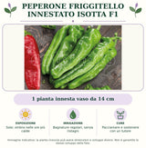 Peperone friggitello innestato Isotta F1: 1 pianta innesta vaso da 14 cm. Sole; ombra nelle ore più calde. Bagnature regolari, senza ristagni. Pacciamare e sostenere con un tutore. Immagine indicativa.