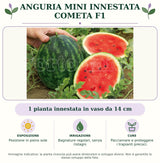 Anguria mini innestata Cometa F1: 1 pianta innestata in vaso da 14 cm. Posizione in pieno sole. Bagnature regolari, senza ristagni. Pacciamare e proteggere i trapianti precoci.. Immagine indicativa.
