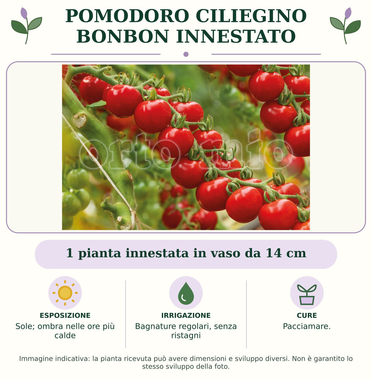 Pomodoro ciliegino Bonbon innestato: 1 pianta innestata in vaso da 14 cm. Sole; ombra nelle ore più calde. Bagnature regolari, senza ristagni. Pacciamare.. Immagine indicativa.