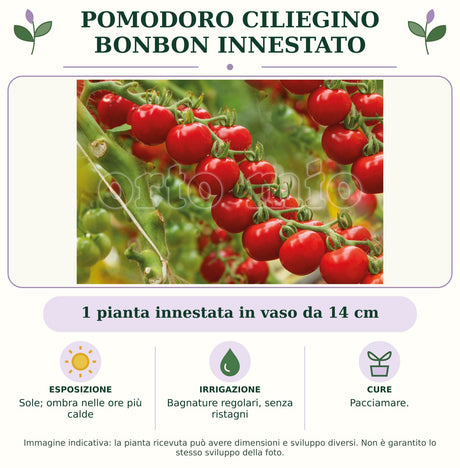 Pomodoro ciliegino Bonbon innestato: 1 pianta innestata in vaso da 14 cm. Sole; ombra nelle ore più calde. Bagnature regolari, senza ristagni. Pacciamare.. Immagine indicativa.