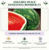 Anguria ovale innestata Bomber F1: 1 pianta innestata in vaso da 14 cm. Posizione in pieno sole. Bagnature regolari, senza ristagni. Pacciamare e proteggere i trapianti precoci.. Immagine indicativa.