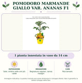 Pomodoro Marmande Giallo var. Ananas F1: 1 pianta innestata in vaso da 14 cm. Sole; ombra nelle ore più calde. Bagnature regolari, senza ristagni. Pacciamare.. Immagine indicativa.