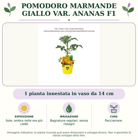 Pomodoro Marmande Giallo var. Ananas F1: 1 pianta innestata in vaso da 14 cm. Sole; ombra nelle ore più calde. Bagnature regolari, senza ristagni. Pacciamare.. Immagine indicativa.