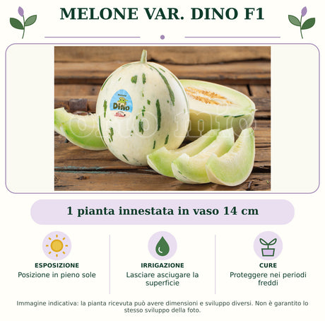 Melone var. Dino F1: 1 pianta innestata in vaso 14 cm. Posizione in pieno sole. Lasciare asciugare la superficie. Proteggere nei periodi freddi. Immagine indicativa.
