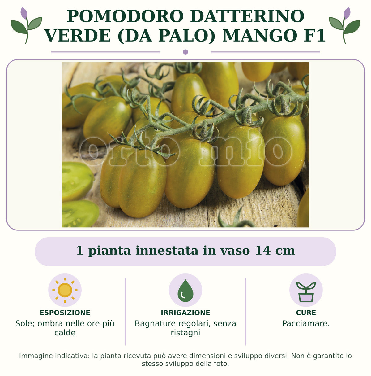 Pomodoro datterino verde (da palo) Mango F1: 1 pianta innestata in vaso 14 cm. Sole; ombra nelle ore più calde. Bagnature regolari, senza ristagni. Pacciamare.. Immagine indicativa.