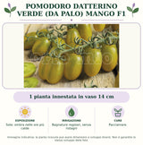 Pomodoro datterino verde (da palo) Mango F1: 1 pianta innestata in vaso 14 cm. Sole; ombra nelle ore più calde. Bagnature regolari, senza ristagni. Pacciamare.. Immagine indicativa.