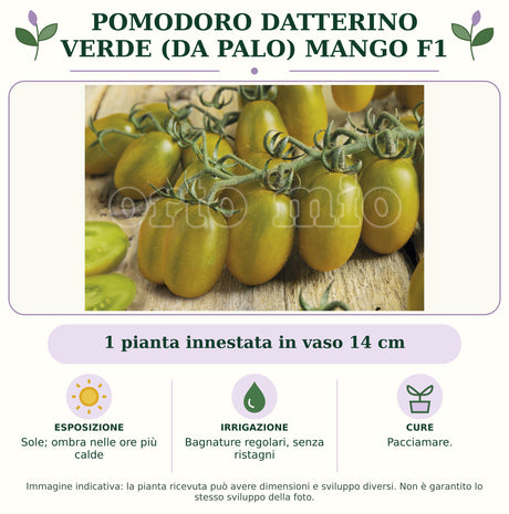 Pomodoro datterino verde (da palo) Mango F1: 1 pianta innestata in vaso 14 cm. Sole; ombra nelle ore più calde. Bagnature regolari, senza ristagni. Pacciamare.. Immagine indicativa.