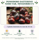 Pomodoro Datterino nero var. Minizorro F1: 1 pianta innestata in vaso da 14 cm. Sole; ombra nelle ore più calde. Bagnature regolari, senza ristagni. Pacciamare.. Immagine indicativa.