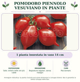 Pomodoro Piennolo Vesuviano in piante: 1 pianta innestata in vaso 14 cm. Sole; ombra nelle ore più calde. Bagnature regolari, senza ristagni. Pacciamare.. Immagine indicativa.