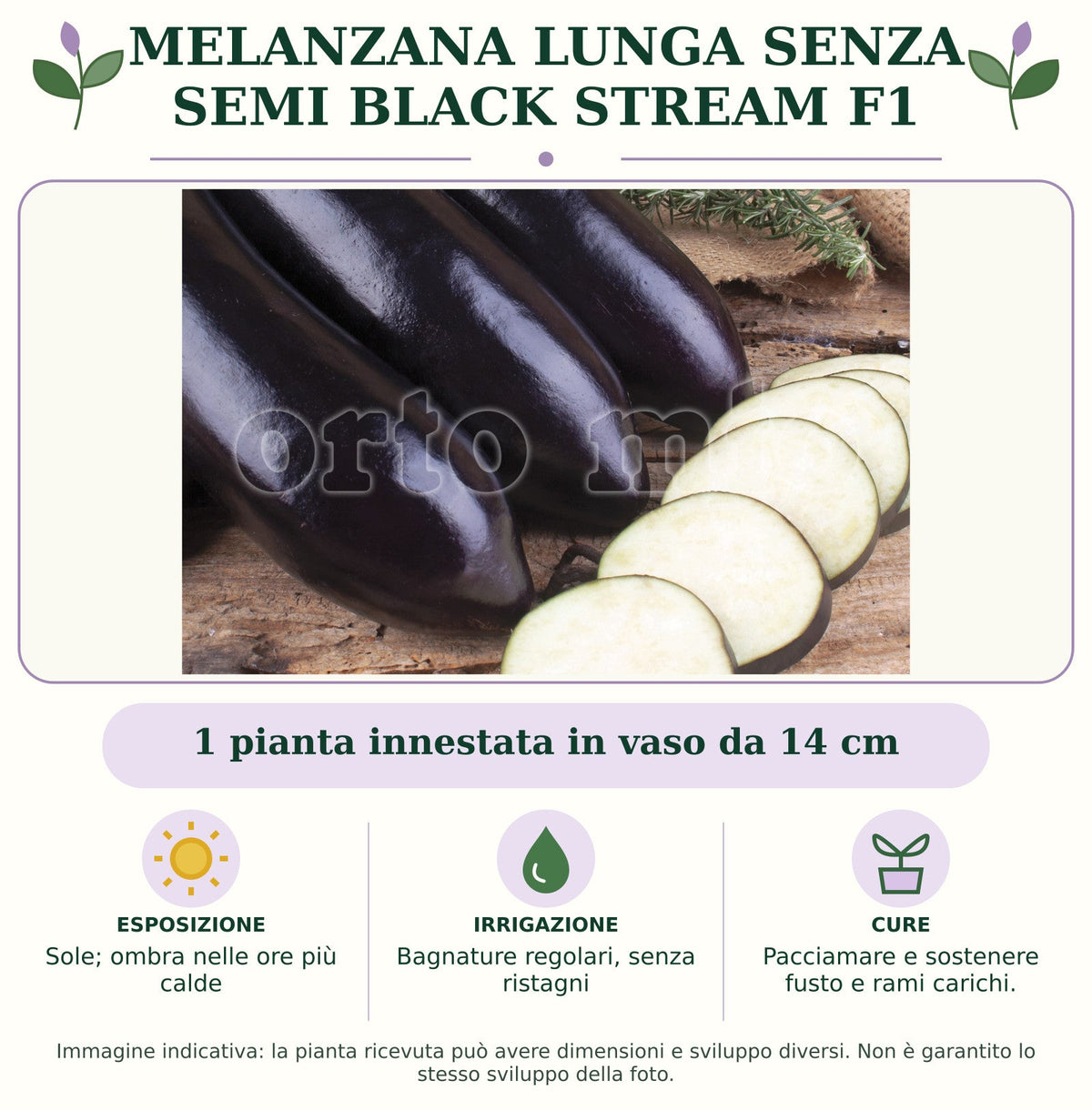 Melanzana lunga senza semi Black Stream F1: 1 pianta innestata in vaso da 14 cm. Sole; ombra nelle ore più calde. Bagnature regolari, senza ristagni. Pacciamare e sostenere fusto e rami carichi.. Immagine indicativa.