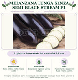Melanzana lunga senza semi Black Stream F1: 1 pianta innestata in vaso da 14 cm. Sole; ombra nelle ore più calde. Bagnature regolari, senza ristagni. Pacciamare e sostenere fusto e rami carichi.. Immagine indicativa.