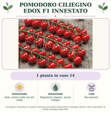 Pomodoro ciliegino Edox F1 innestato: 1 pianta in vaso da 14 cm. Sole; ombra nelle ore più calde. Bagnature regolari, senza ristagni. Pacciamare. Immagine indicativa.