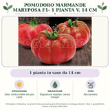 Pomodoro marmande Maryposa F1- 1 pianta v. 14 cm: 1 pianta in vaso da 14 cm. Sole; ombra nelle ore più calde. Bagnature regolari, senza ristagni. Pacciamare.. Immagine indicativa.