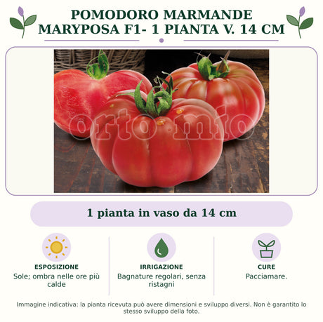 Pomodoro marmande Maryposa F1- 1 pianta v. 14 cm: 1 pianta in vaso da 14 cm. Sole; ombra nelle ore più calde. Bagnature regolari, senza ristagni. Pacciamare.. Immagine indicativa.