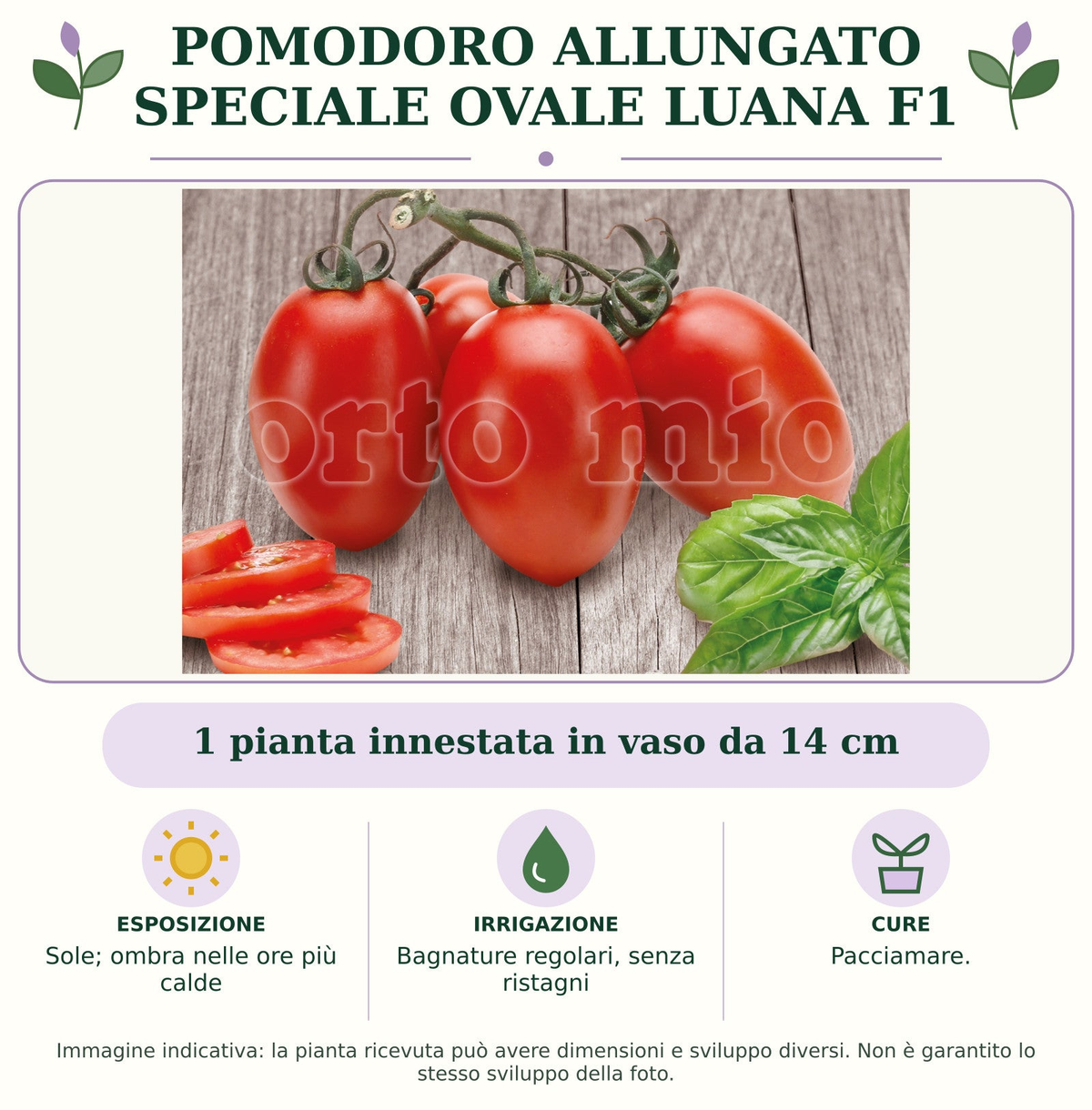 Pomodoro allungato speciale ovale Luana F1: 1 pianta innestata in vaso da 14 cm. Sole; ombra nelle ore più calde. Bagnature regolari, senza ristagni. Pacciamare.. Immagine indicativa.