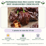 Peperoncino piccante VERY HOT Habanero chocolate: 1 pianta in vaso da 14 cm. Sole; ombra nelle ore più calde. Bagnature regolari, senza ristagni. Sostenere con un tutore. Immagine indicativa.