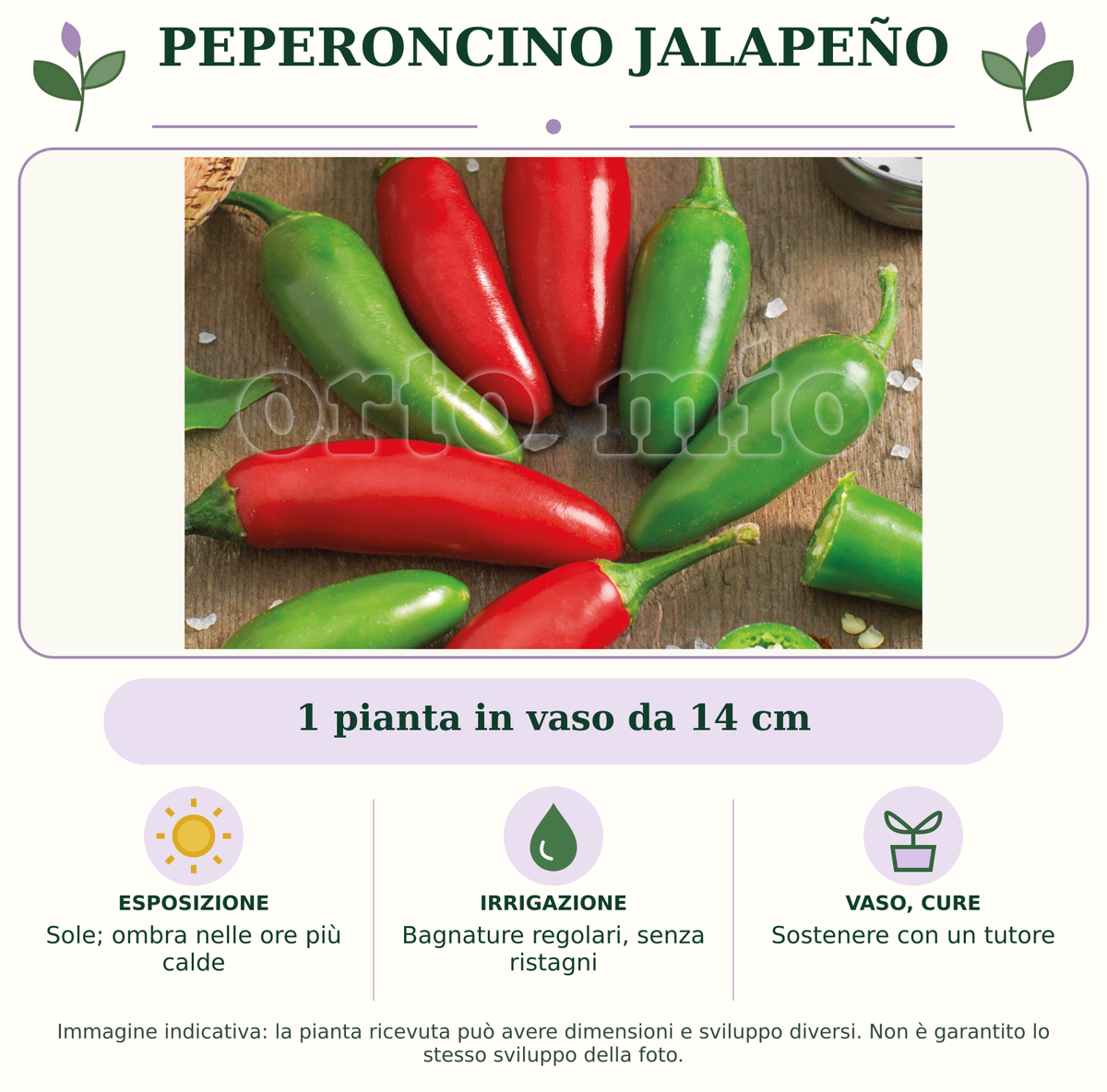 Peperoncino Jalapeño: 1 pianta in vaso da 14 cm. Sole; ombra nelle ore più calde. Bagnature regolari, senza ristagni. Sostenere con un tutore. Immagine indicativa.