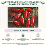 Peperone piccante calabrese diavolicchio Italico F1: 1 pianta in vaso da 14 cm. Sole; ombra nelle ore più calde. Bagnature regolari, senza ristagni. Sostenere con un tutore. Immagine indicativa.