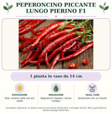 Peperoncino piccante lungo Pierino F1: 1 pianta in vaso da 14 cm. Sole; ombra nelle ore più calde. Bagnature regolari, senza ristagni. Sostenere con un tutore. Immagine indicativa.