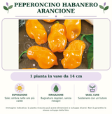 Peperoncino Habanero arancione: 1 pianta in vaso da 14 cm. Sole; ombra nelle ore più calde. Bagnature regolari, senza ristagni. Sostenere con un tutore. Immagine indicativa.