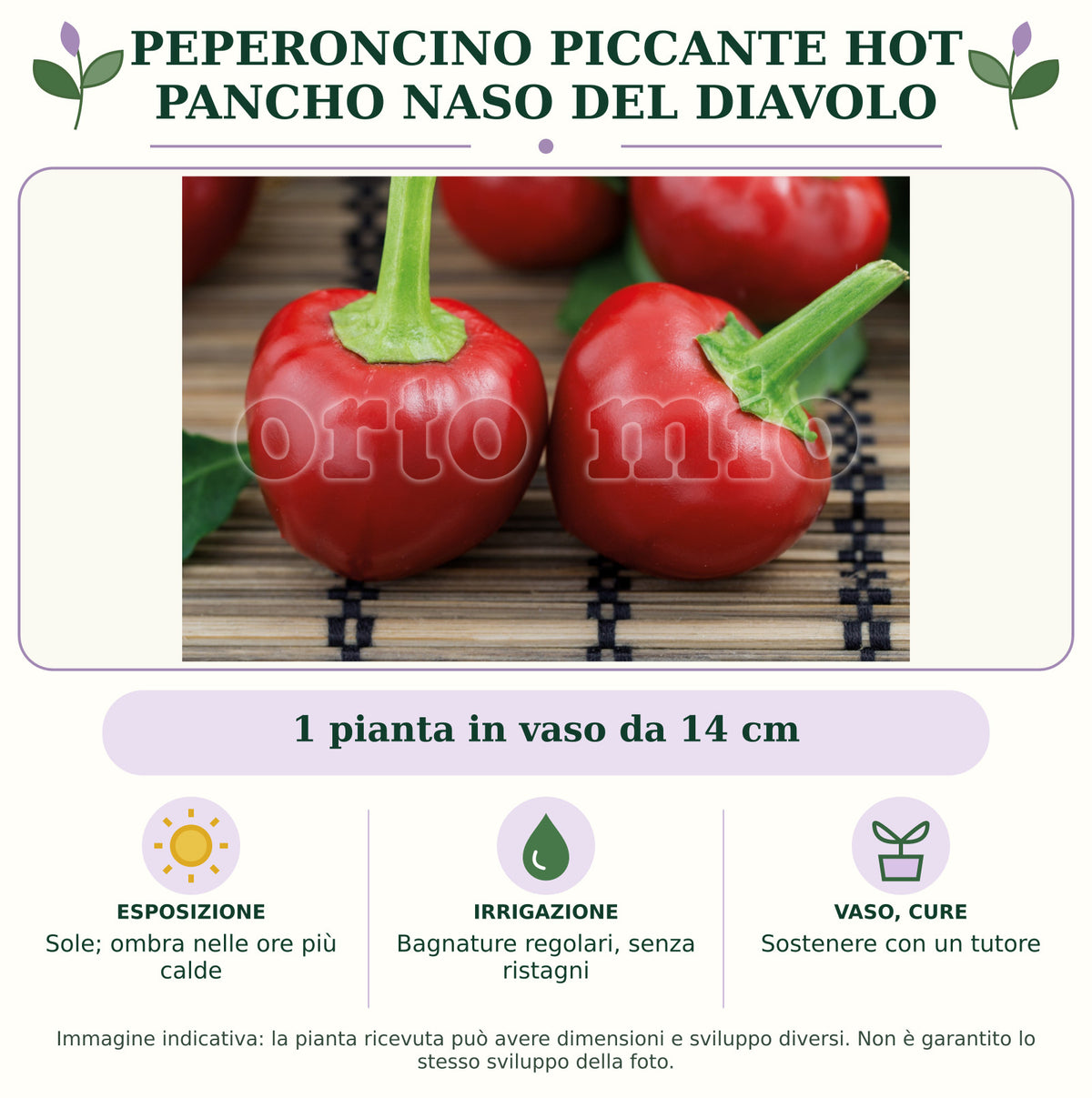 Peperoncino piccante HOT Pancho Naso del Diavolo: 1 pianta in vaso da 14 cm. Sole; ombra nelle ore più calde. Bagnature regolari, senza ristagni. Sostenere con un tutore. Immagine indicativa.