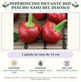 Peperoncino piccante HOT Pancho Naso del Diavolo: 1 pianta in vaso da 14 cm. Sole; ombra nelle ore più calde. Bagnature regolari, senza ristagni. Sostenere con un tutore. Immagine indicativa.