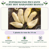 Peperoncino piccante VERY HOT Habanero bianco: 1 pianta in vaso da 14 cm. Sole; ombra nelle ore più calde. Bagnature regolari, senza ristagni. Sostenere con un tutore. Immagine indicativa.
