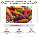 Peperoncino piccante HOT multicolore Eureka lungo: 1 pianta in vaso da 14 cm. Sole; ombra nelle ore più calde. Bagnature regolari, senza ristagni. Sostenere con un tutore. Immagine indicativa.