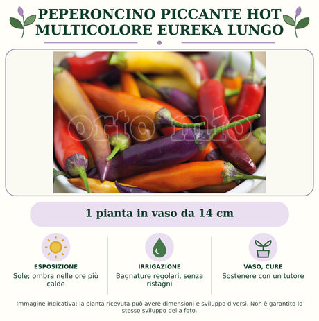 Peperoncino piccante HOT multicolore Eureka lungo: 1 pianta in vaso da 14 cm. Sole; ombra nelle ore più calde. Bagnature regolari, senza ristagni. Sostenere con un tutore. Immagine indicativa.