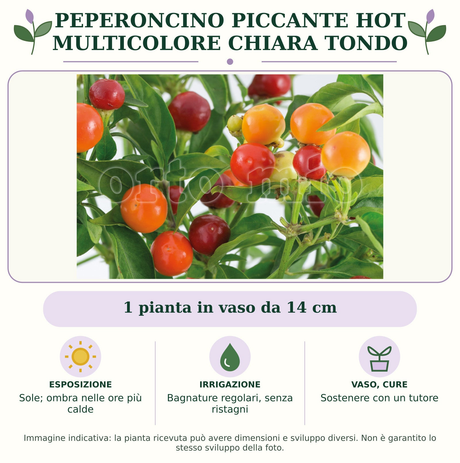 Peperoncino piccante HOT multicolore chiara tondo: 1 pianta in vaso da 14 cm. Sole; ombra nelle ore più calde. Bagnature regolari, senza ristagni. Sostenere con un tutore. Immagine indicativa.