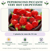 Peperoncino piccante VERY HOT Chupetiñho: 1 pianta in vaso da 14 cm. Sole; ombra nelle ore più calde. Bagnature regolari, senza ristagni. Sostenere con un tutore. Immagine indicativa.