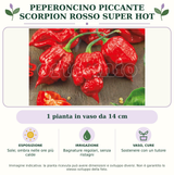 Peperoncino piccante Scorpion rosso super hot: 1 pianta in vaso da 14 cm. Sole; ombra nelle ore più calde. Bagnature regolari, senza ristagni. Sostenere con un tutore. Immagine indicativa.