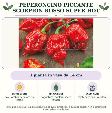 Peperoncino piccante Scorpion rosso super hot: 1 pianta in vaso da 14 cm. Sole; ombra nelle ore più calde. Bagnature regolari, senza ristagni. Sostenere con un tutore. Immagine indicativa.