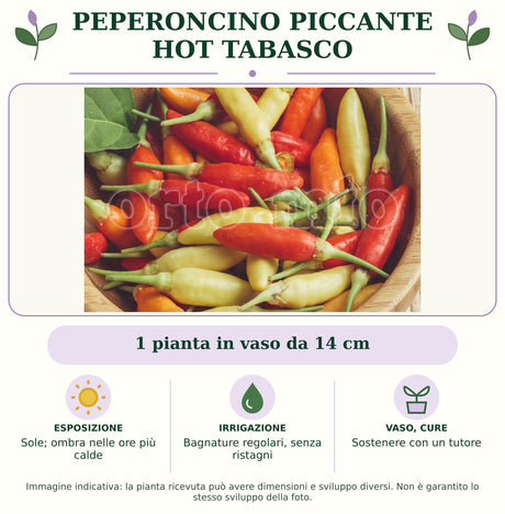 Peperoncino piccante HOT Tabasco: 1 pianta in vaso da 14 cm. Sole; ombra nelle ore più calde. Bagnature regolari, senza ristagni. Sostenere con un tutore. Immagine indicativa.