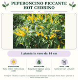 Peperoncino piccante HOT Cedrino: 1 pianta in vaso da 14 cm. Sole; ombra nelle ore più calde. Bagnature regolari, senza ristagni. Sostenere con un tutore. Immagine indicativa.