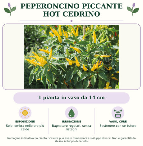 Peperoncino piccante HOT Cedrino: 1 pianta in vaso da 14 cm. Sole; ombra nelle ore più calde. Bagnature regolari, senza ristagni. Sostenere con un tutore. Immagine indicativa.