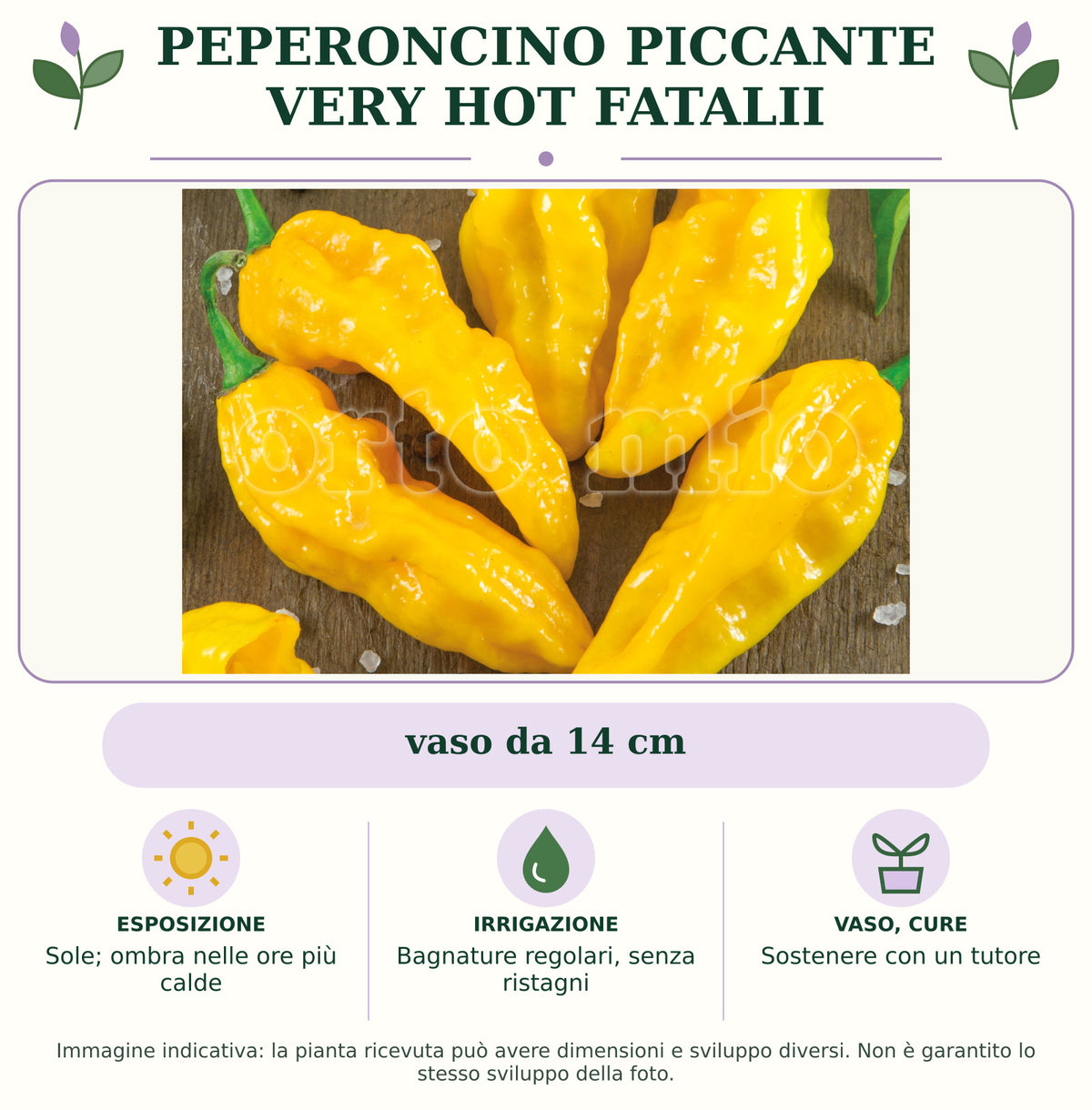 Peperoncino piccante very hot Fatalii: vaso da 14 cm. Sole; ombra nelle ore più calde. Bagnature regolari, senza ristagni. Sostenere con un tutore. Immagine indicativa.
