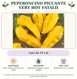 Peperoncino piccante very hot Fatalii: vaso da 14 cm. Sole; ombra nelle ore più calde. Bagnature regolari, senza ristagni. Sostenere con un tutore. Immagine indicativa.