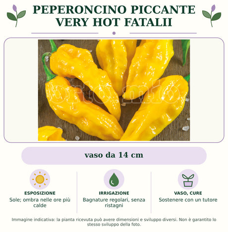 Peperoncino piccante very hot Fatalii: vaso da 14 cm. Sole; ombra nelle ore più calde. Bagnature regolari, senza ristagni. Sostenere con un tutore. Immagine indicativa.