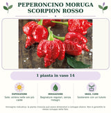 Peperoncino Moruga Scorpion rosso: 1 pianta in vaso da 14 cm. Sole; ombra nelle ore più calde. Bagnature regolari, senza ristagni. Sostenere con un tutore. Immagine indicativa.