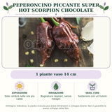Peperoncino piccante Super Hot Scorpion Chocolate: 1 piante vaso 14 cm. Sole; ombra nelle ore più calde. Bagnature regolari, senza ristagni. Sostenere con un tutore. Immagine indicativa.